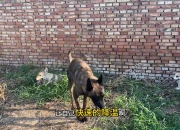 开云体育APP下载-荷兰与捷克将展开一场胶着的较量