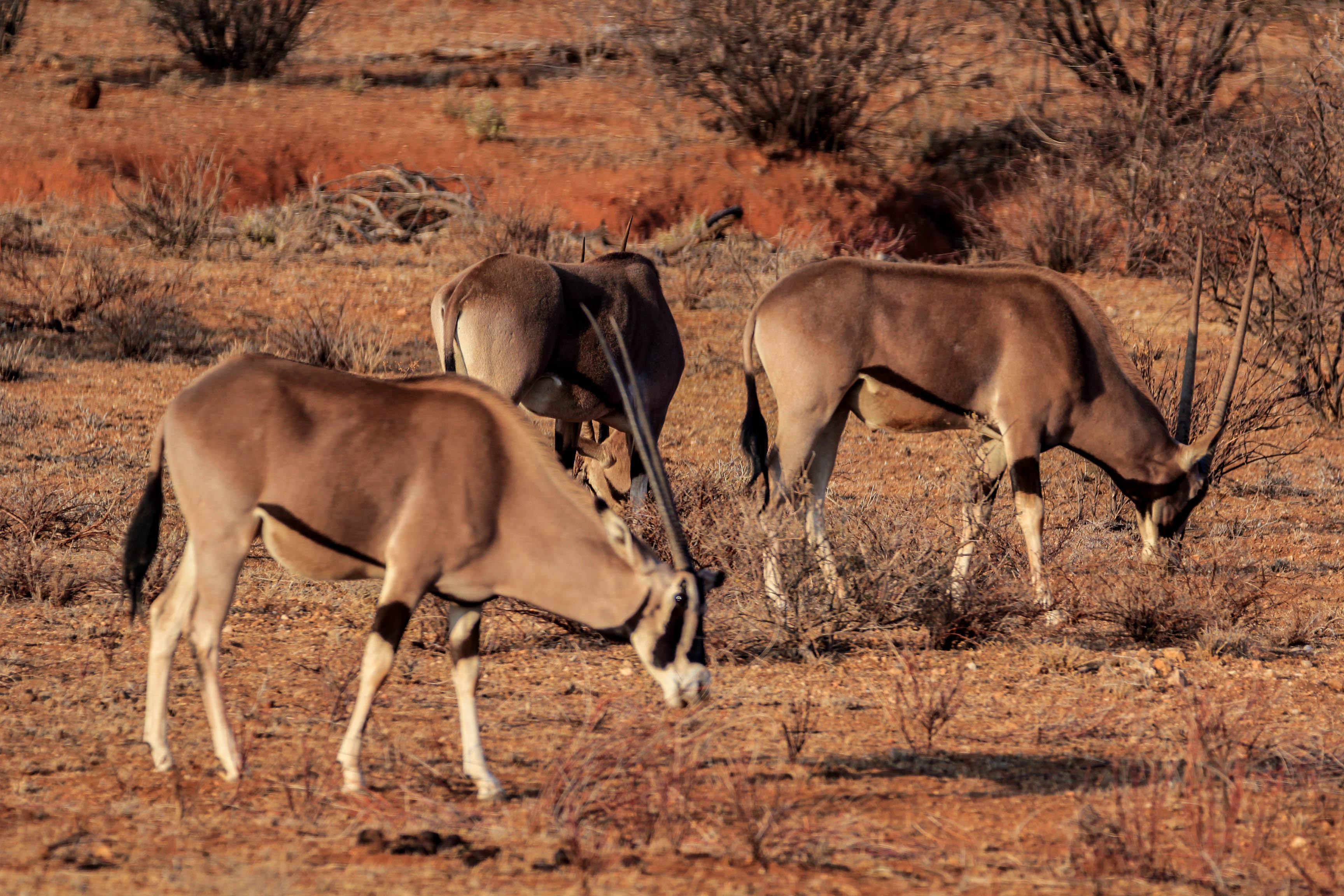 索马里国家队不敌肯尼亚,无缘晋级八强,势不可挡的简单介绍 索马里国家队不敌肯尼亚,无缘晋级八强,势不可挡的简单介绍