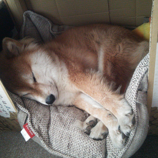 字母哥狂轰48+17统治攻防！绿军险胜灰熊背后，见证真正的希腊神迹